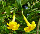 Jasminum wallichianum