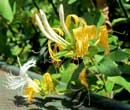 Lonicera hildebrandiana, Chvrefeuille d'Hildebrandt