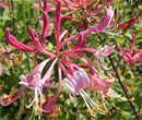 Lonicera periclymenum -  Chevrefeuille des bois