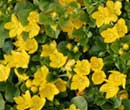Lysimachia nummularia - Herbe aux cus