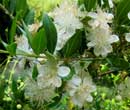 Myrtus tarentina - Myrte de Tarente