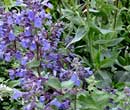 Nepeta mussini - Herbe  chat