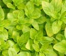 Origanum 'Aureum'