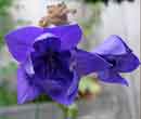 Platycodon grandiflorum - Platycodon  grandes fleurs