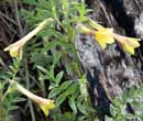 Polemonium pauciflorum - chelle de Jacob