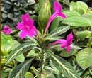Ruellia makoyana