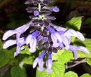 Salvia guaranitica - Sauge guarani