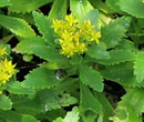 Sedum ellacombianum
