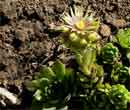 Sempervivum grandiflorum - Joubarbe  grandes fleurs