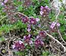 Thym serpolet - Thymus serpyllum