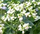 Sophora japonica
