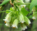 Staphylea trifoliata