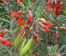 Sutherlandia frutescens title=