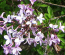 Syringa persica - Lilas de Perse