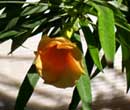 Thevetia peruviana -  Cascabela, Thvtia du Prou