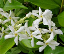Trachelospermum, jasmin toil