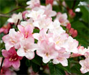 Weigela 'Carnaval'