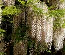 Glycine du Japon - Wisteria floribunda