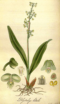 Polystachya concreta