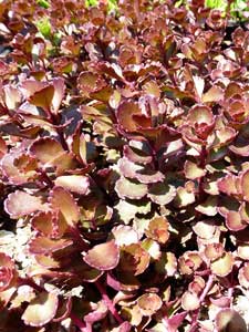 Sedum palmeri