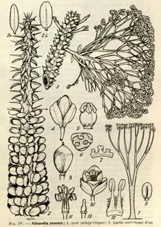  >Alluaudia procera