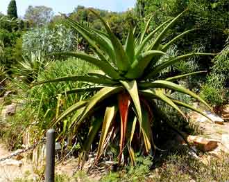 au Marimurtra Botanical Garden