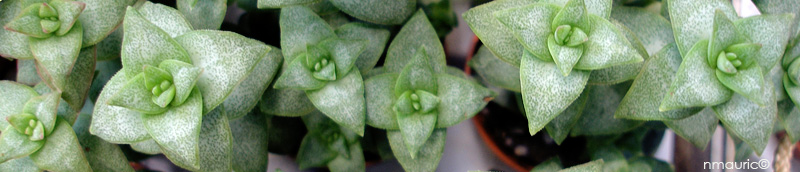 Crassula perforata