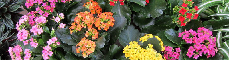 kalanchoe blossfeldiana