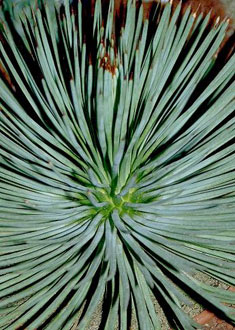 Agave echinoides
