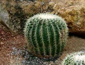Uebelmannia pectinifera