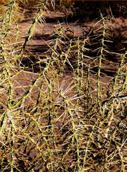 Opuntia kleiniae