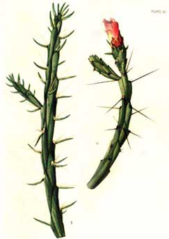 Opuntia kleiniae