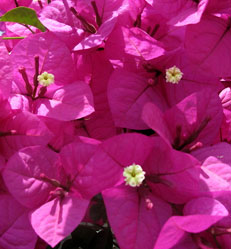 fleur de bougainvillée