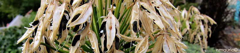 Agapanthus 