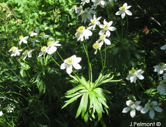 anemone_narcissiflora