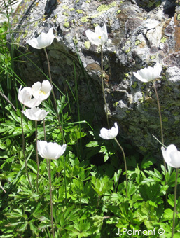 anemone pavonina