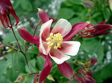 Aquilegia 'Crimson Star'