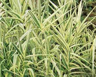 Arundo donax 'Versicolor
