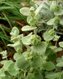 Pseudodictamnus mediterraneus