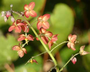 Epimedium warleyense mi-mars Bruxelle