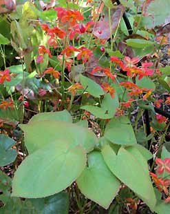 Epimedium warleyense - garden West Sussex - England