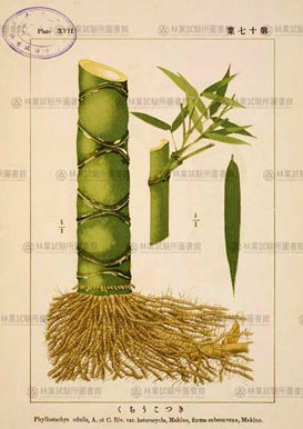 Phyllostachys  edulis