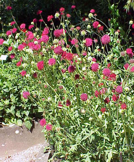 Knautia macedonica© K.Stueber