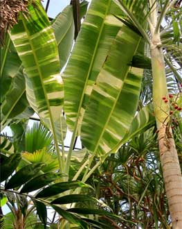 Musa x paradisiaca 'Ae Ae' - Lincoln Park Chicago - Palm house