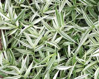 Oplismenus hirtellus 'Variegatum'