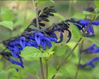 Salvia ianthina en septembre