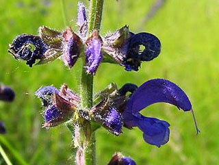 Salvia pratensis