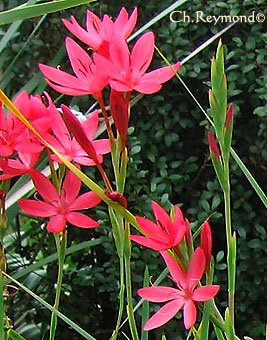Schizostylis coccinea, Lis des Cafres