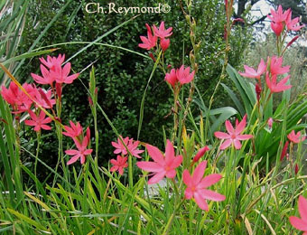 Schizostylis coccinea, Lis des Cafres