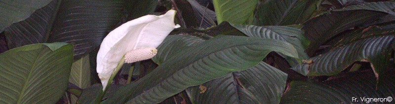 Spathiphyllum wallisii jardin botanique de Durban
